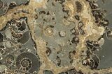 Polished Ammonite (Promicroceras) Slab - Marston Magna Marble #211335-1